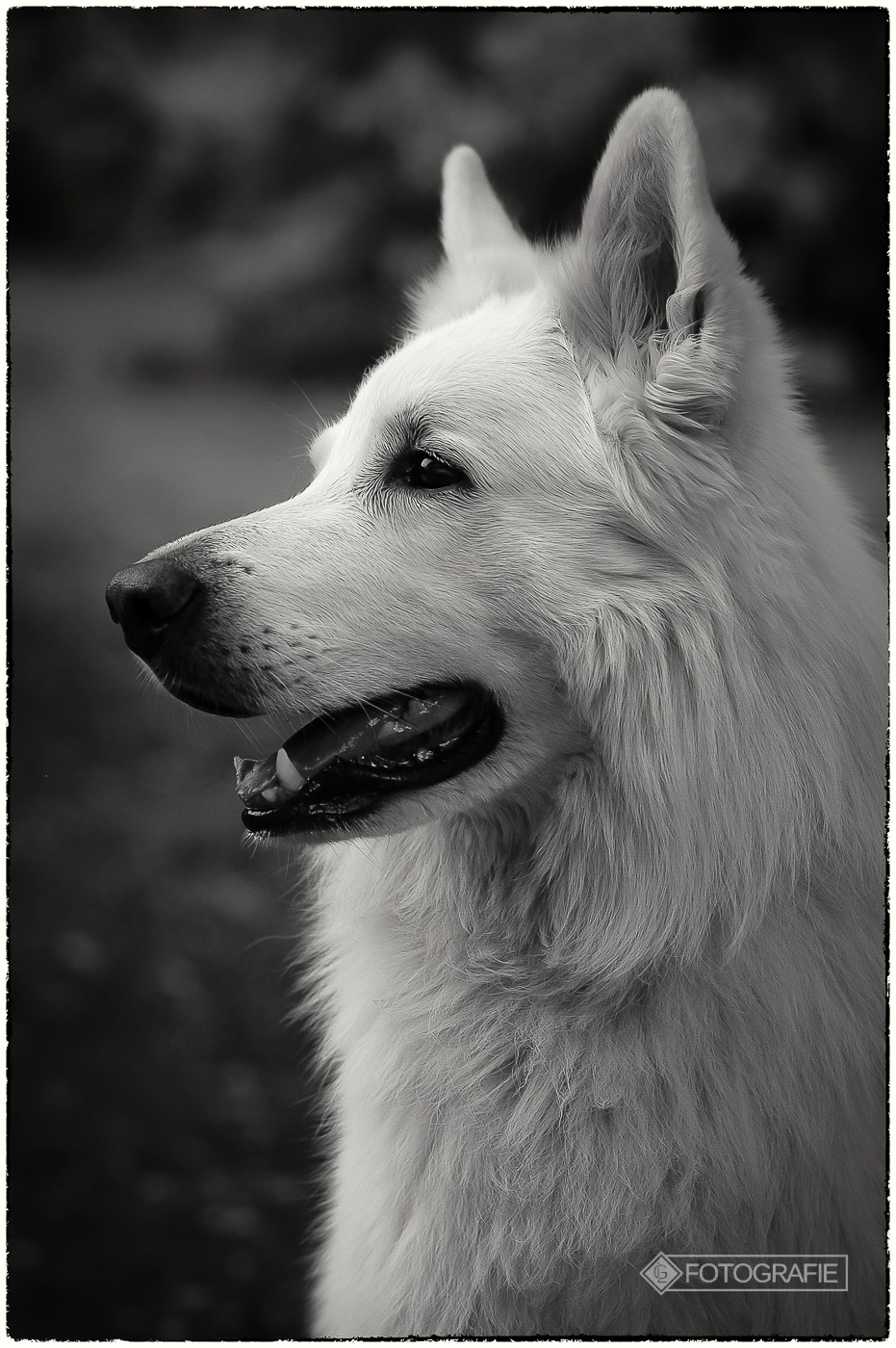 White shepherd 11